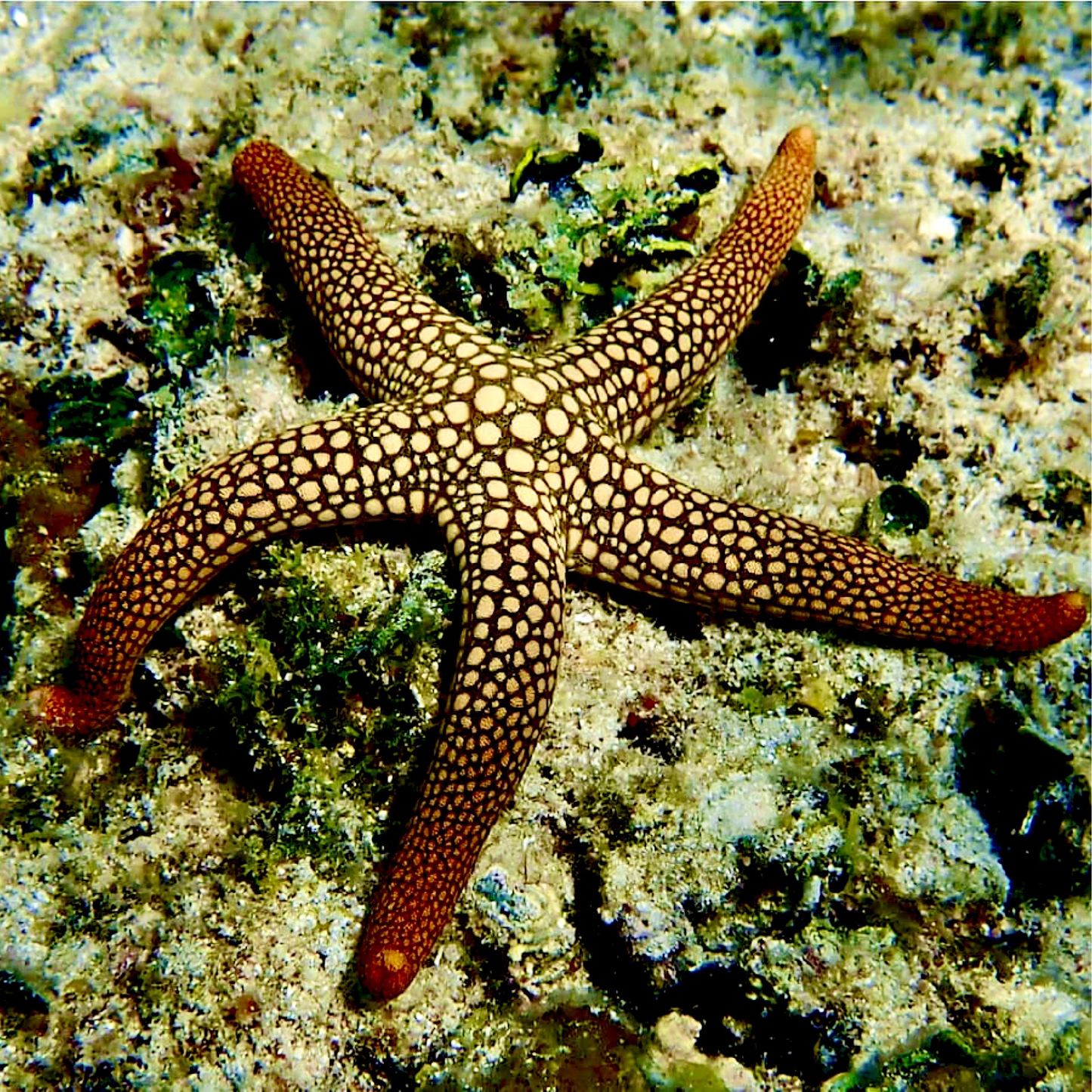 Pacific Jewel Starfish