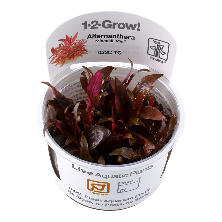 Tropica Alternanthera reineckii 'Mini' 1-2-Grow