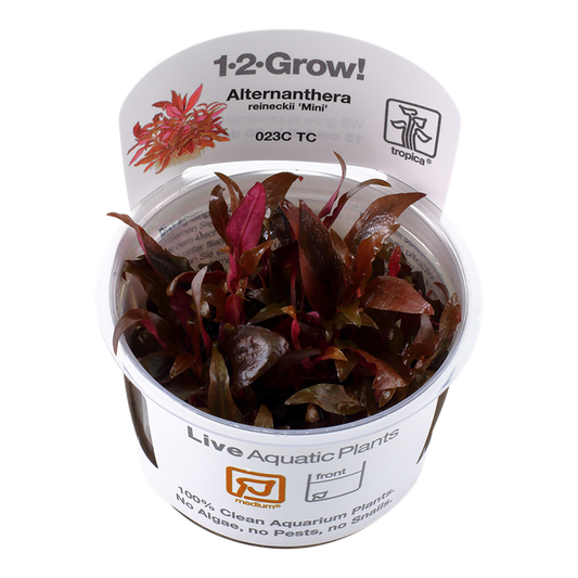 Tropica Alternanthera reineckii 'Mini' 1-2-Grow