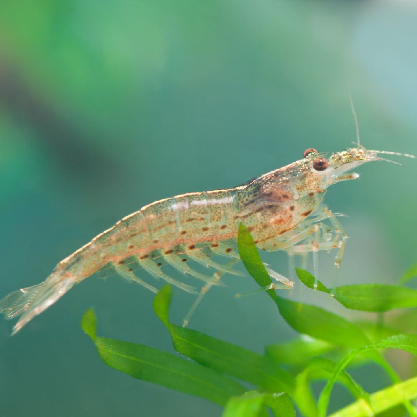 Amano Shrimp - Indonesian Caridina Multidentata