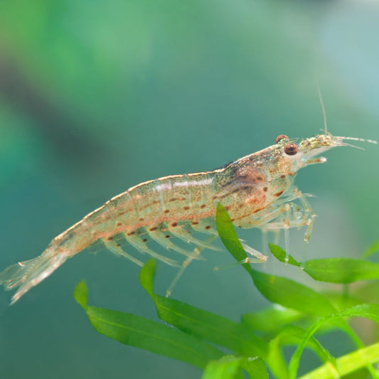 Amano Shrimp - Indonesian Caridina Multidentata