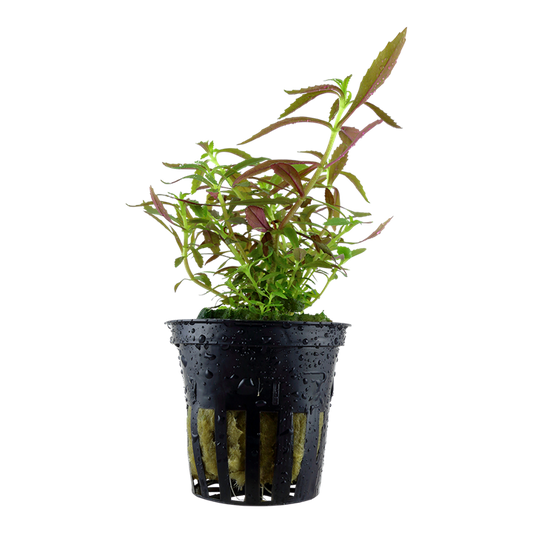 Tropica Limnophila hippuridoides