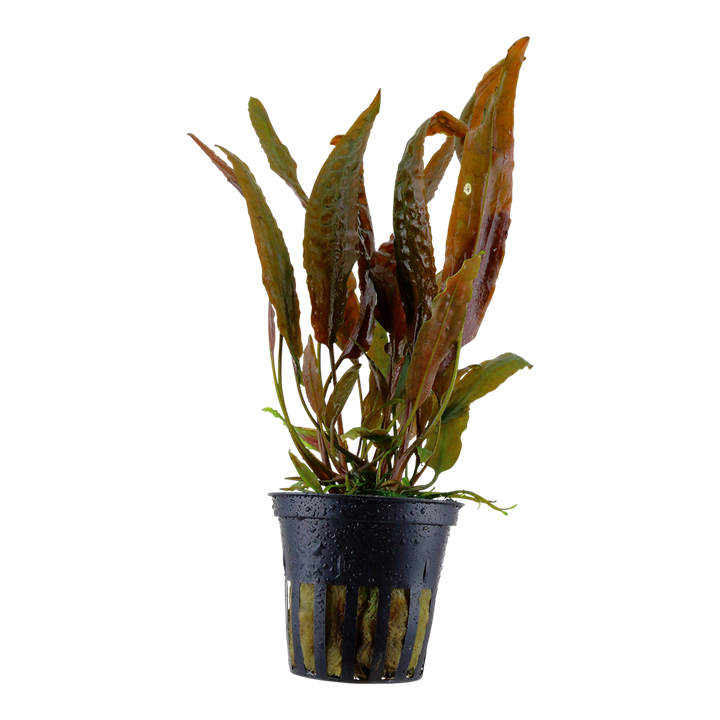 Tropica Cryptocoryne usteriana