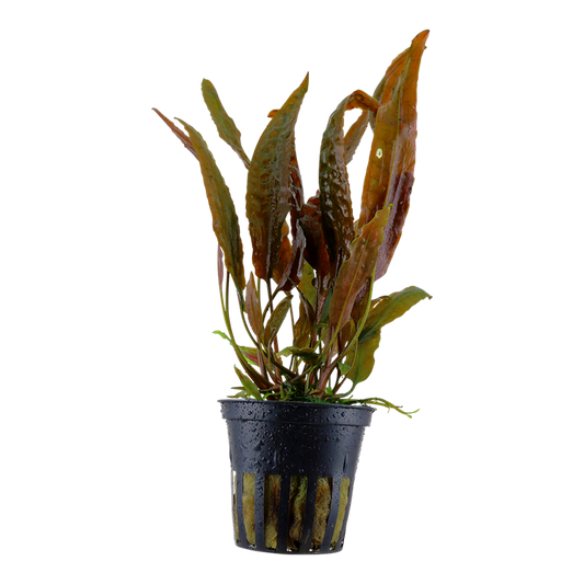 Tropica Cryptocoryne usteriana
