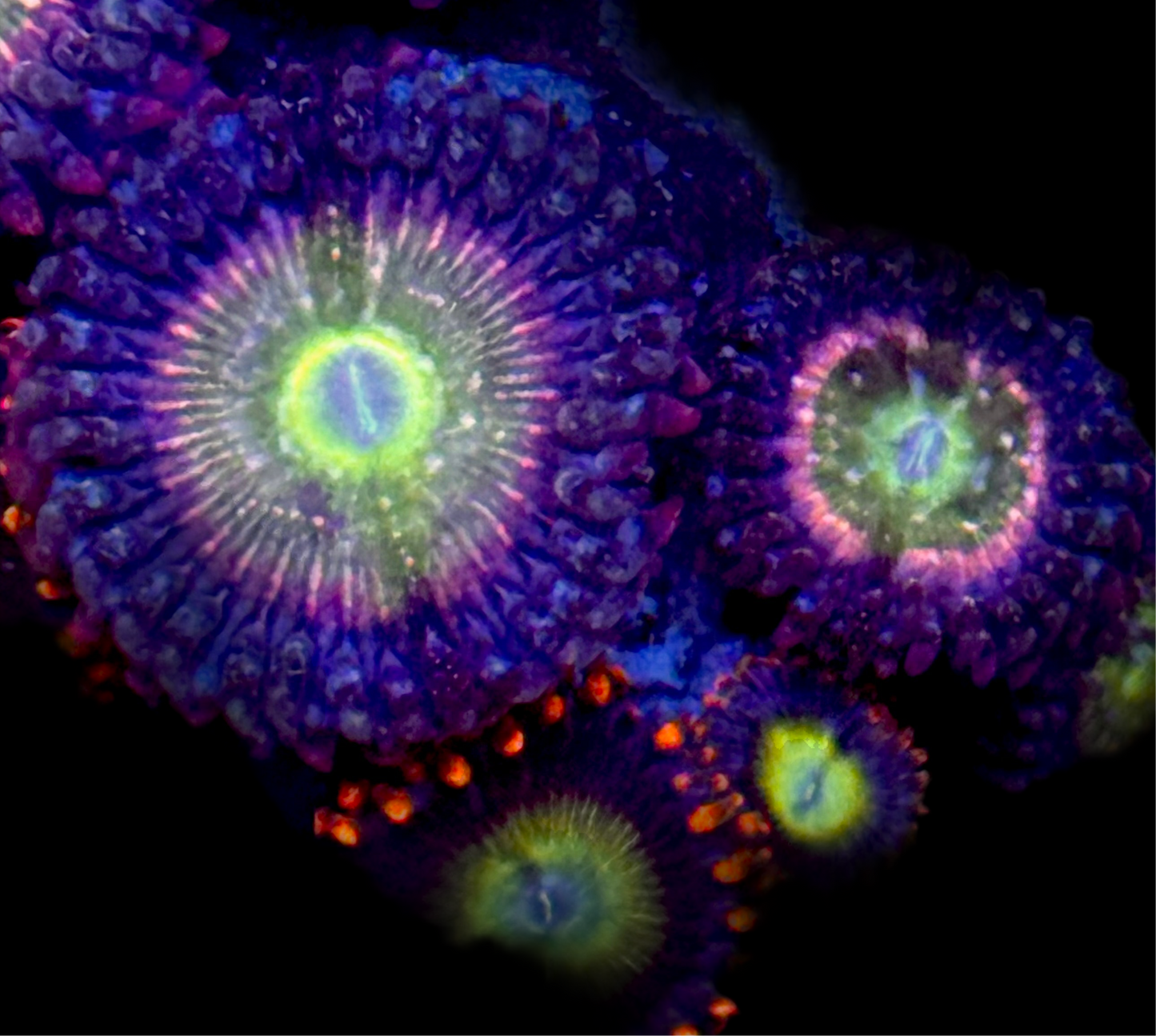 Mixed Zoas frag wysiwyg