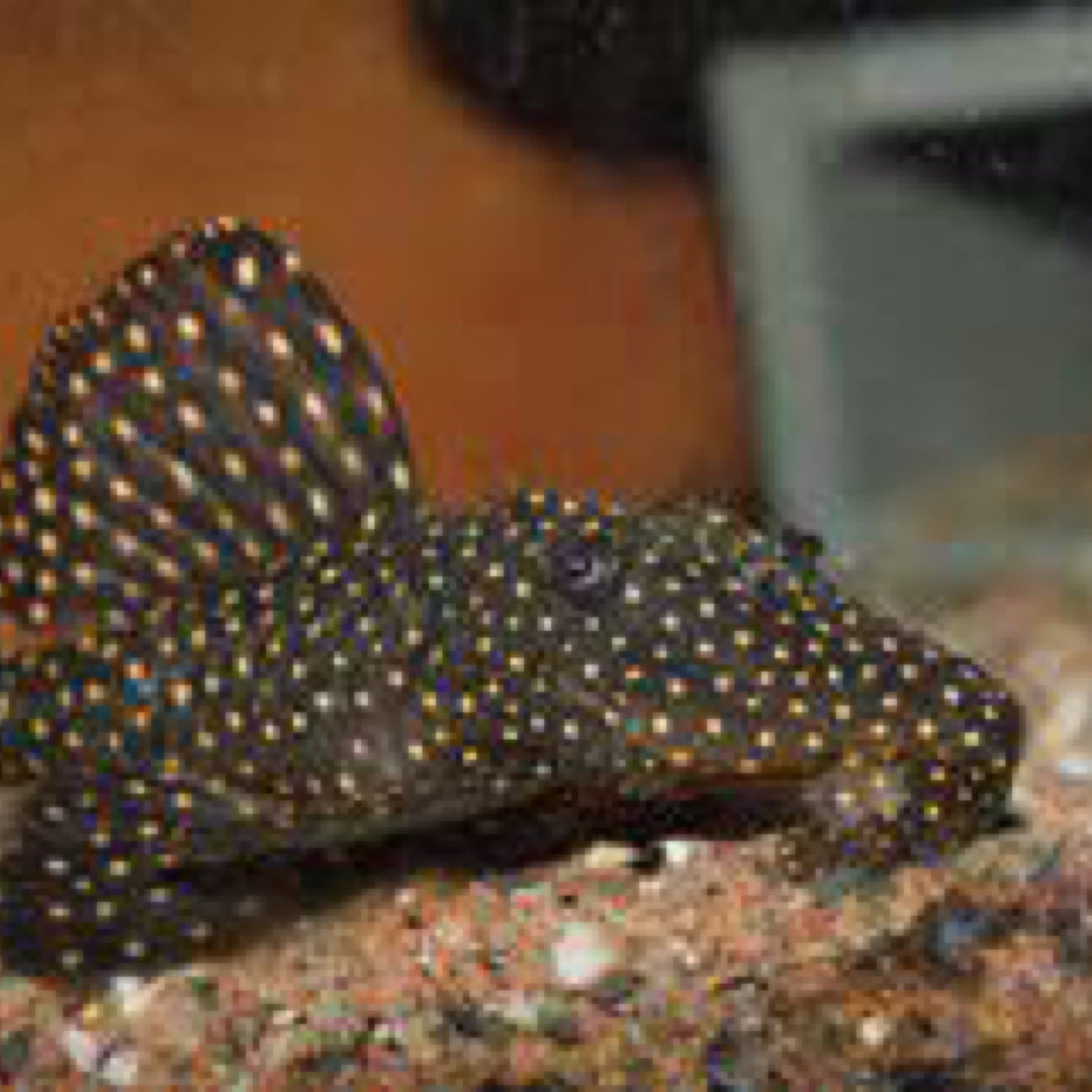 Galaxy Pleco