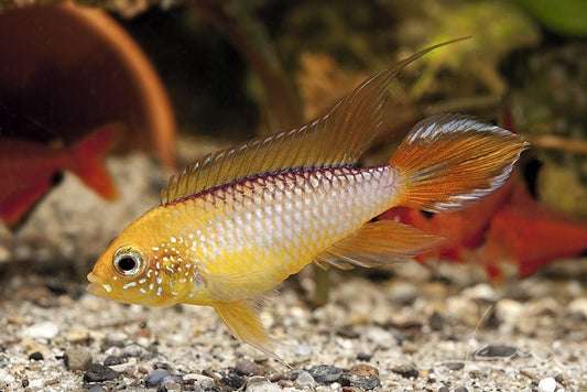 Agassizi Dwarf Golden Cichlid PAIR - Apistogramma agassizi var