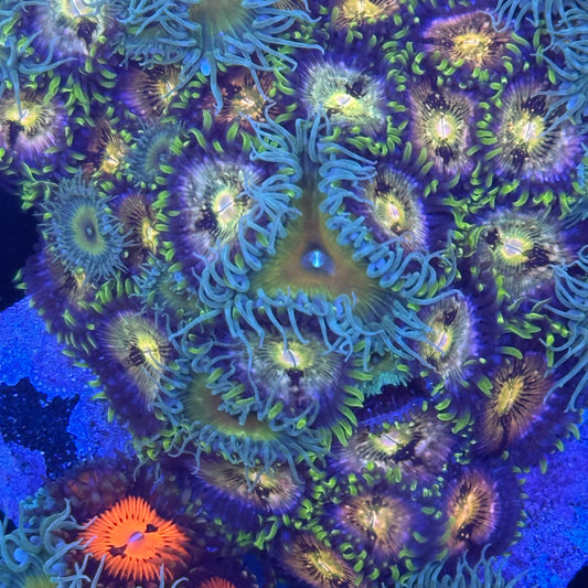 Mixed Zoanthids