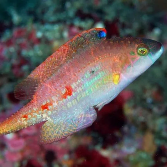 Dalawang Spot Wrasse Cheilinus Bimaculatus
