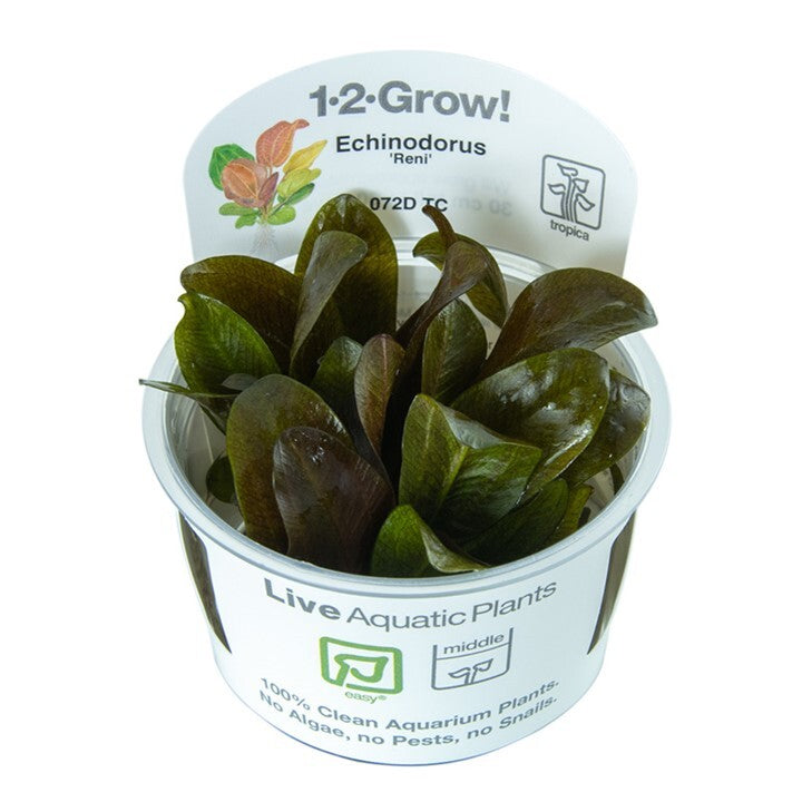 Tropica Echinodorus 'Reni' 1-2-Grow
