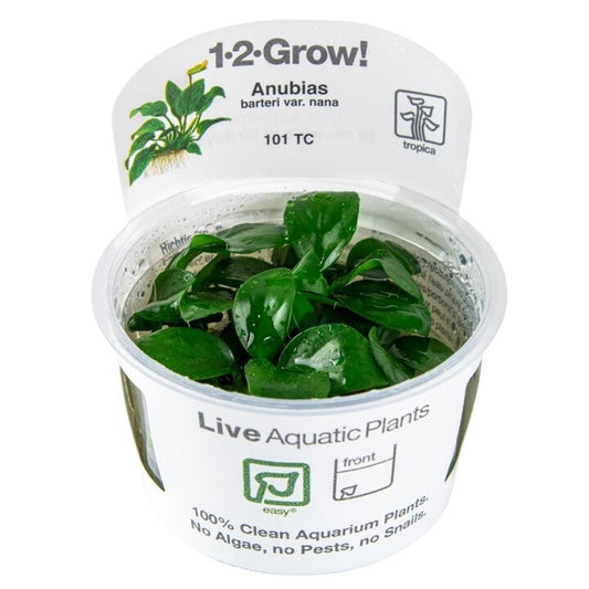 Tropica Anubias barteri nana 1-2-Grow