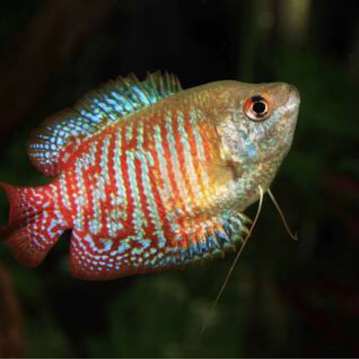 Dwarf Gourami