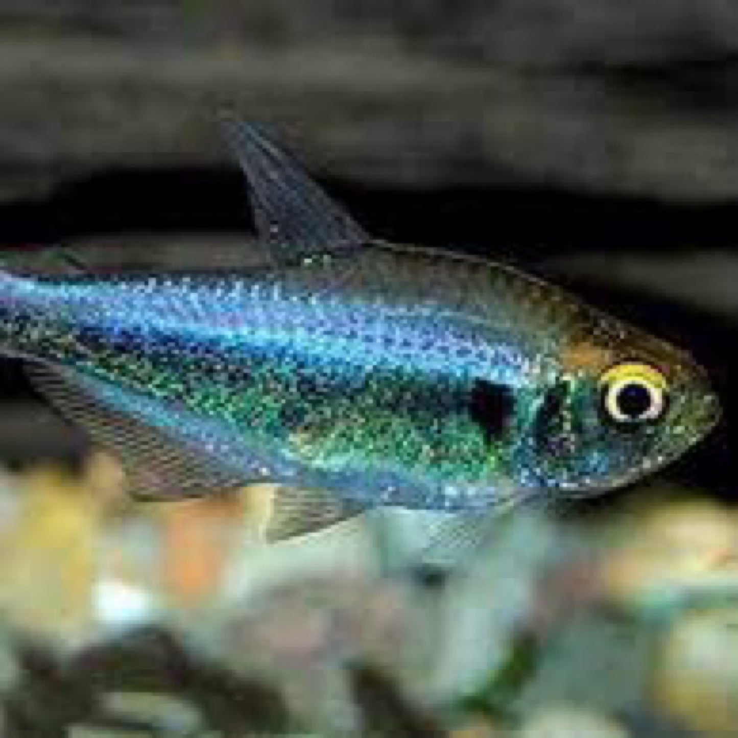Purple Tetra