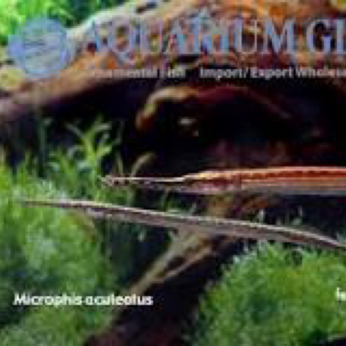 Fresh Water Needle Nose Pipefish