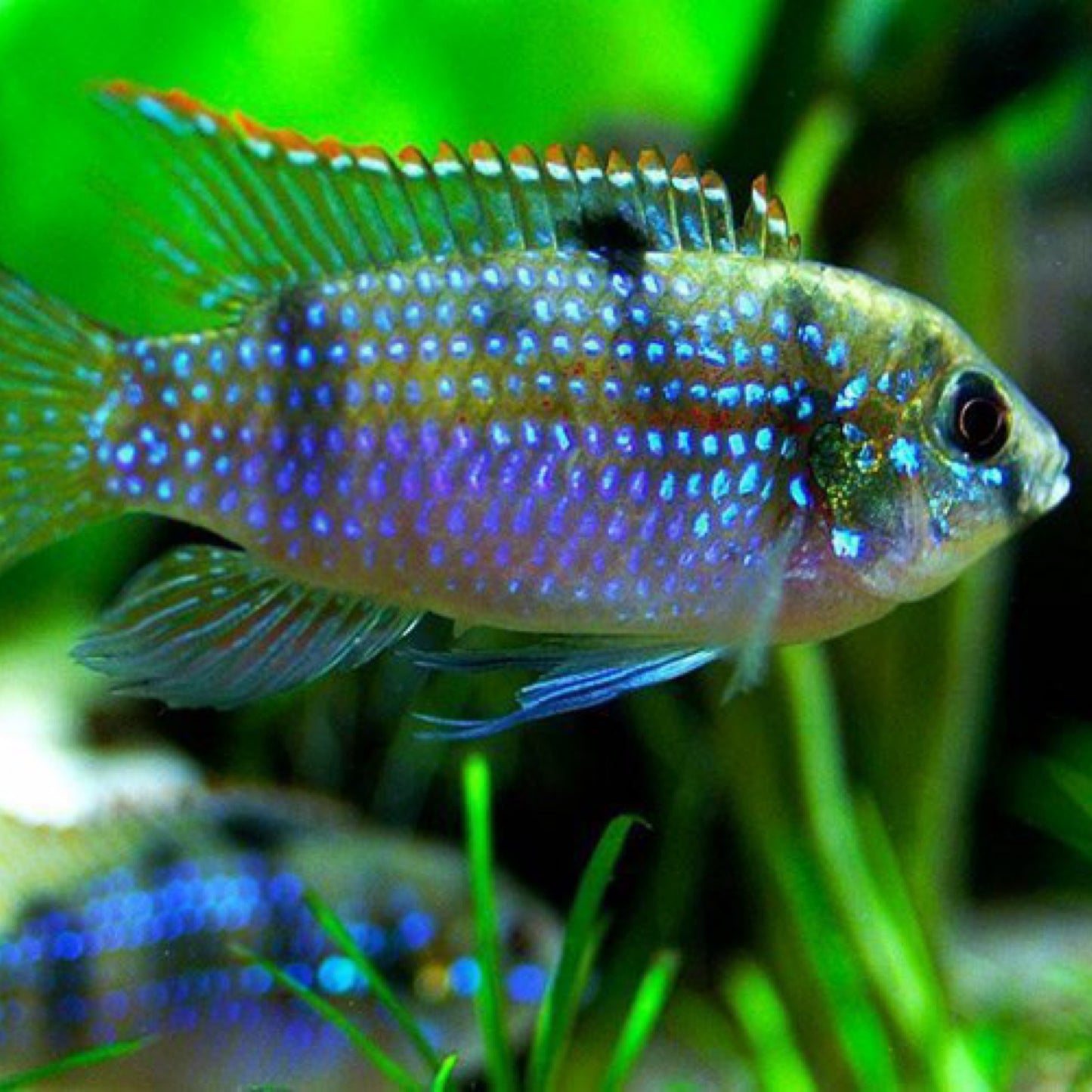 African Butterfly Cichlid