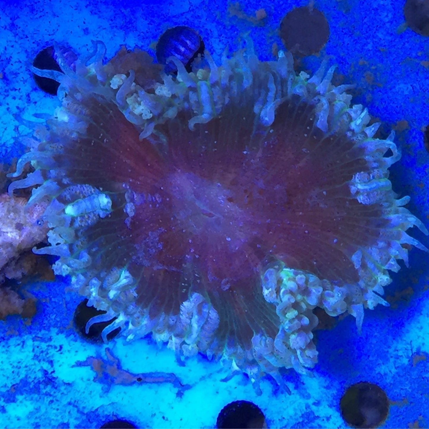 Rock flower Anemones various colours - large