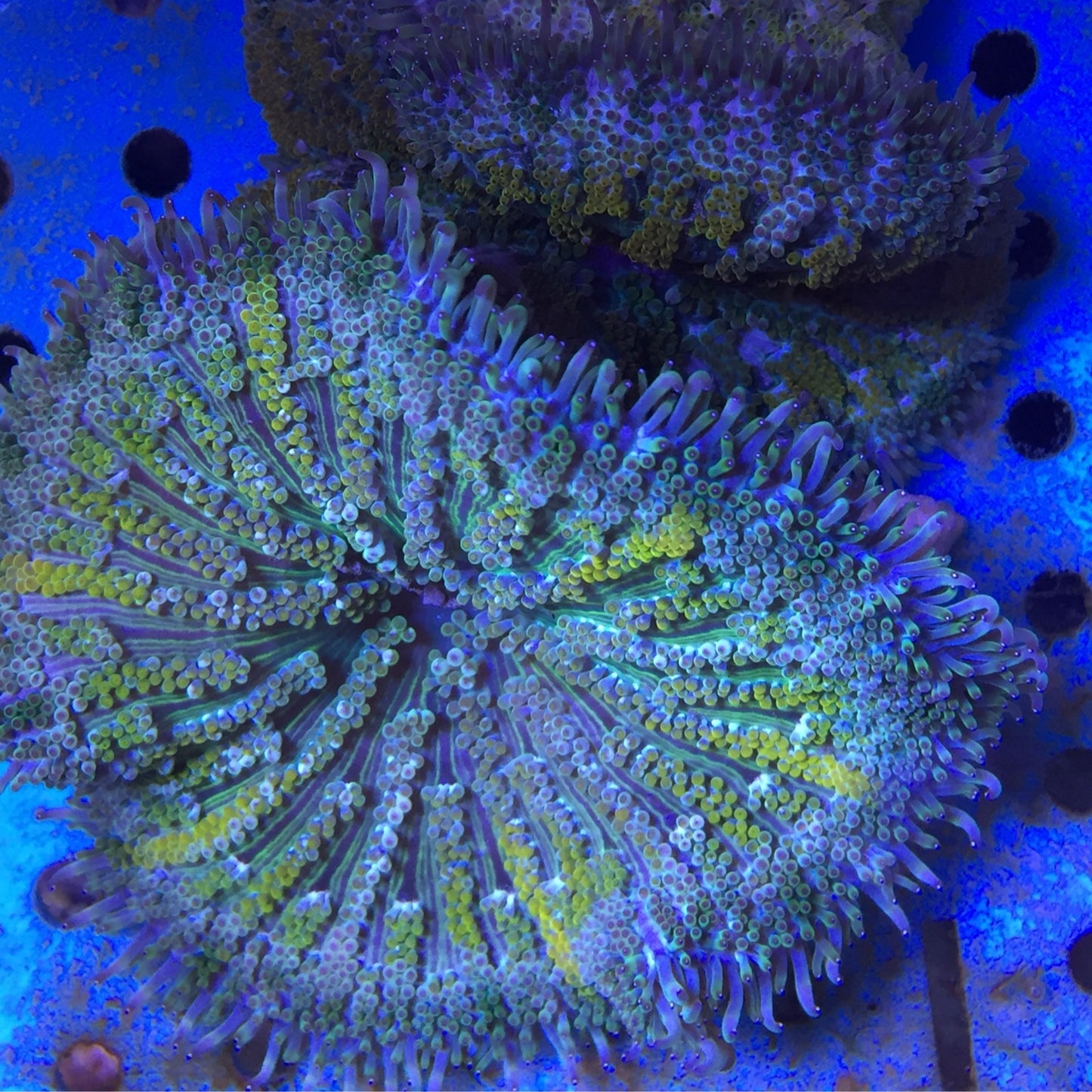 Minimax Carpet Anemones various Lg