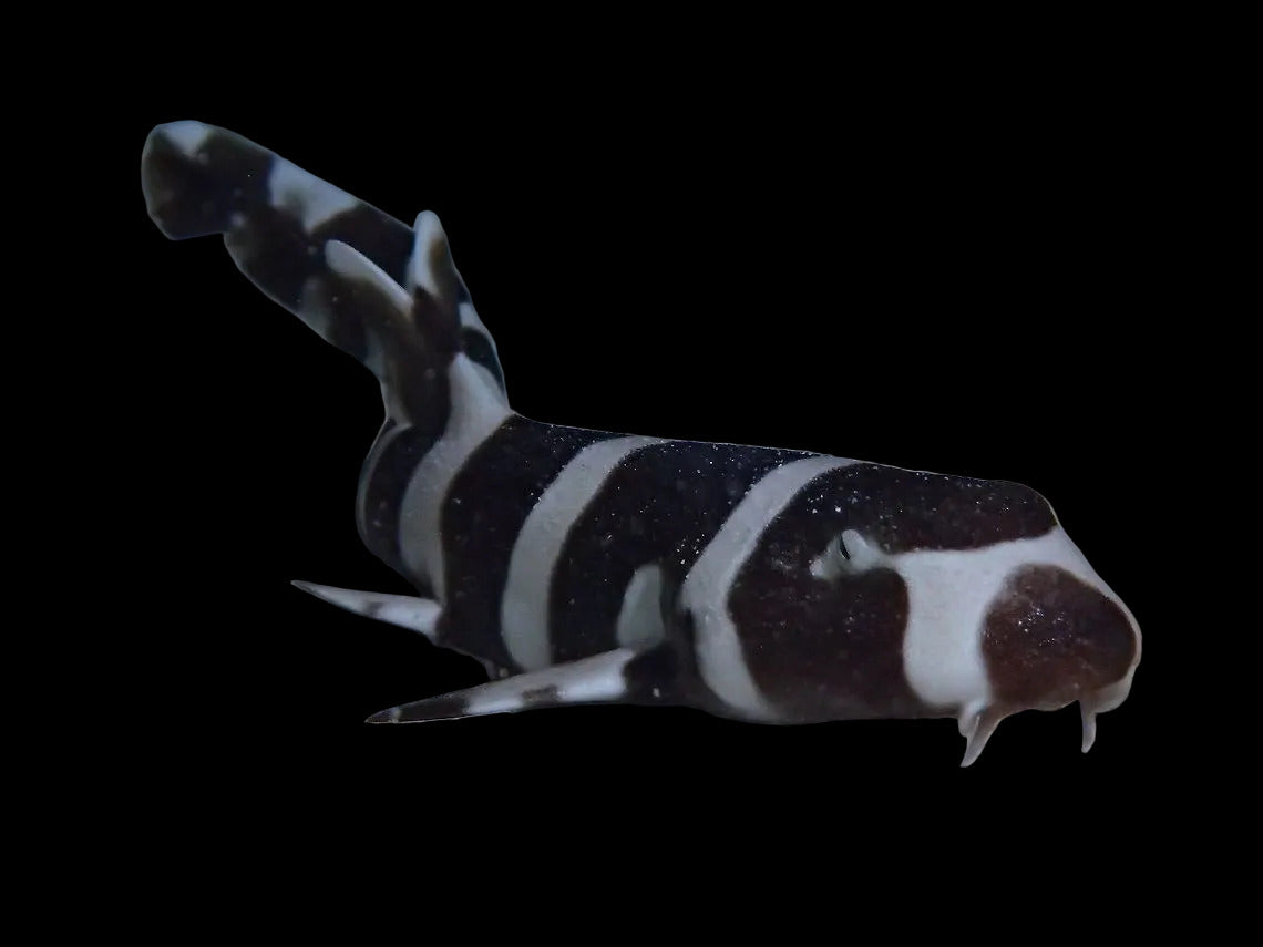 Brown Banded Bamboo Shark - Chiloscyllium punctatum - Large