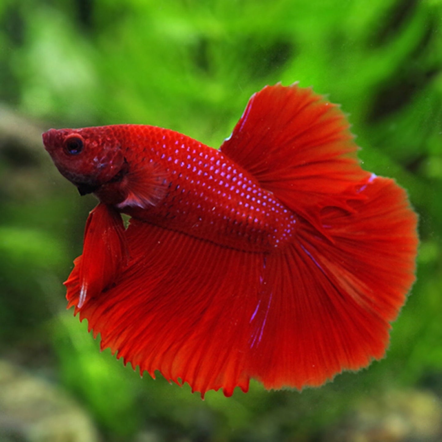Betta Super Delta Female