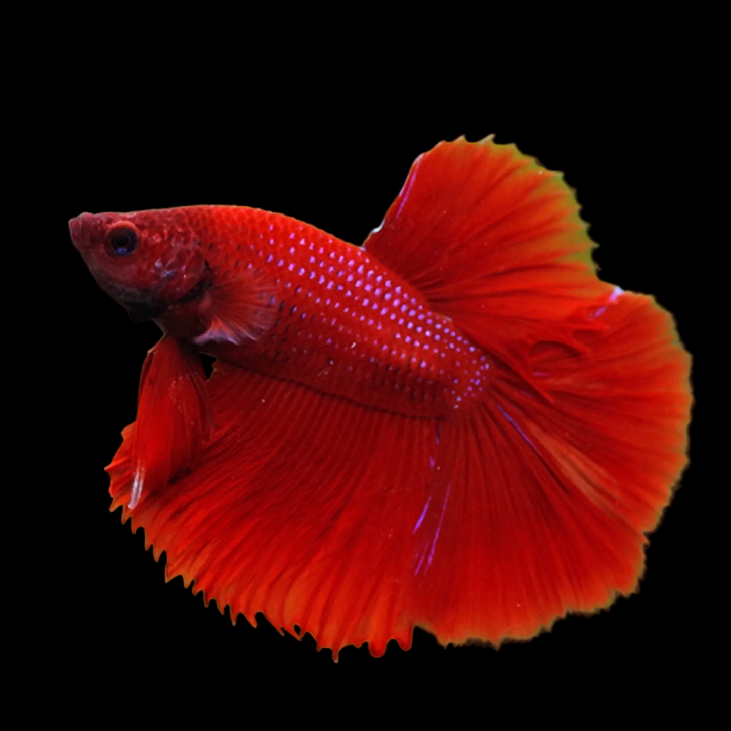 Betta Super Delta Deluxe Male