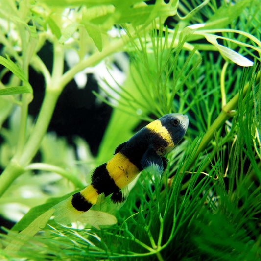 Bumble Bee Goby (Brachygobius doriae)
