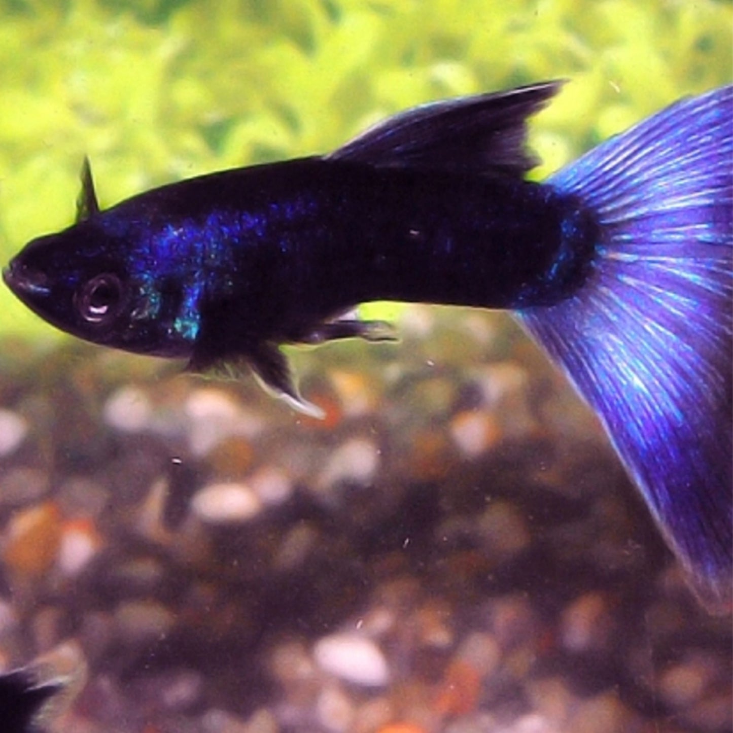 Blue Moscow Guppy (Pair)