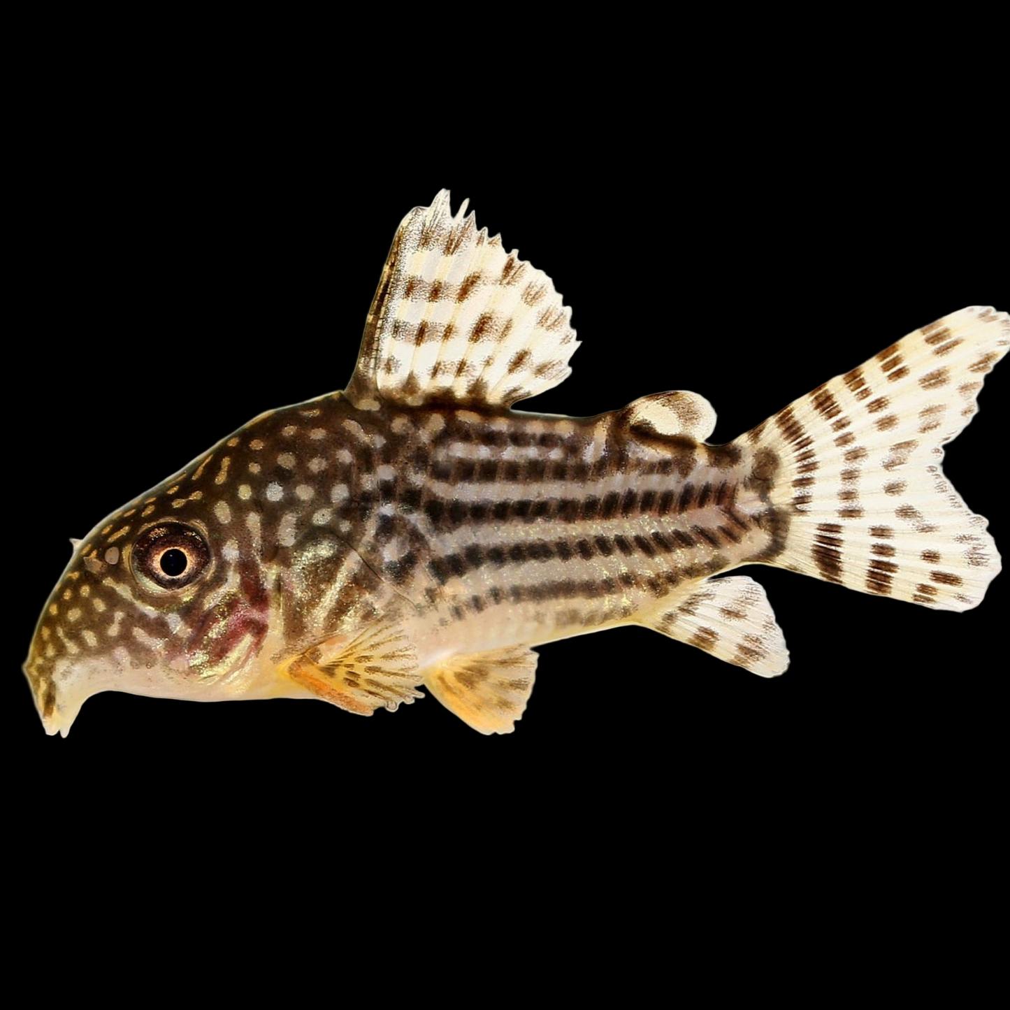 Sterbai Corydoras