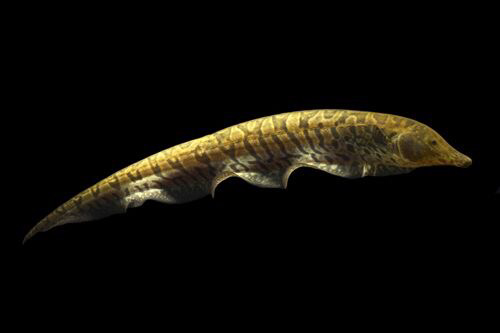 Ossa Knife Fish SHOW SIZE 14"+