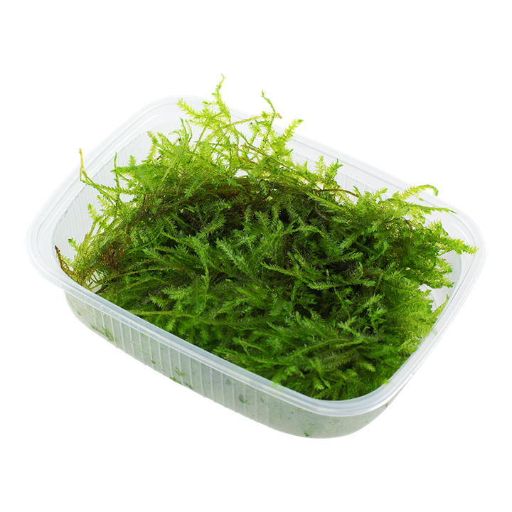 Tropica Vesicularia montagnei 'Christmas'