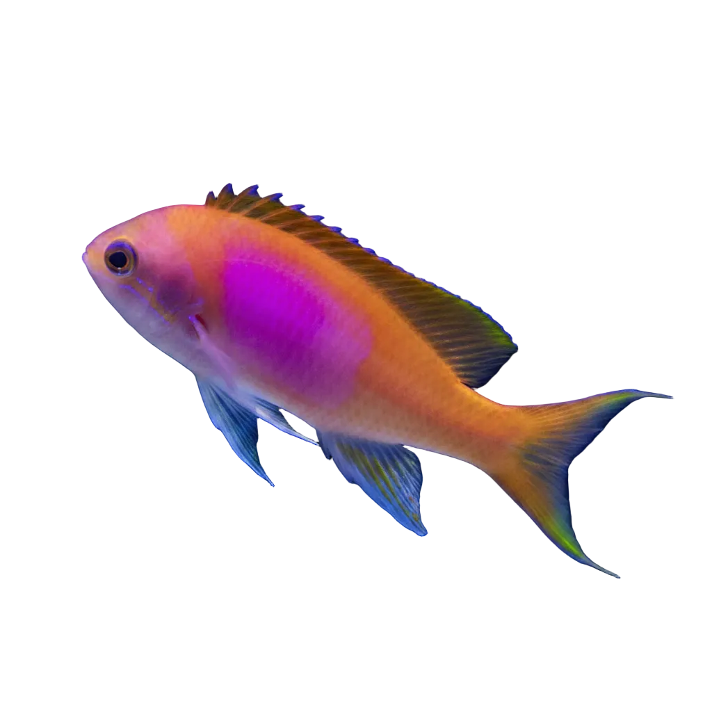 Squareback Anthias Concrete Blonde Aquatics