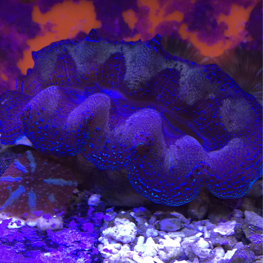 Tridacna Clams - Blue and Purple 3-4