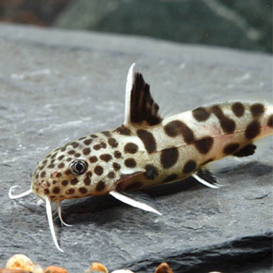 Synodontis Petricola IPAKITA ANG LAKI