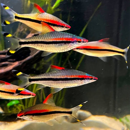 Roseline Shark - Denison Barb