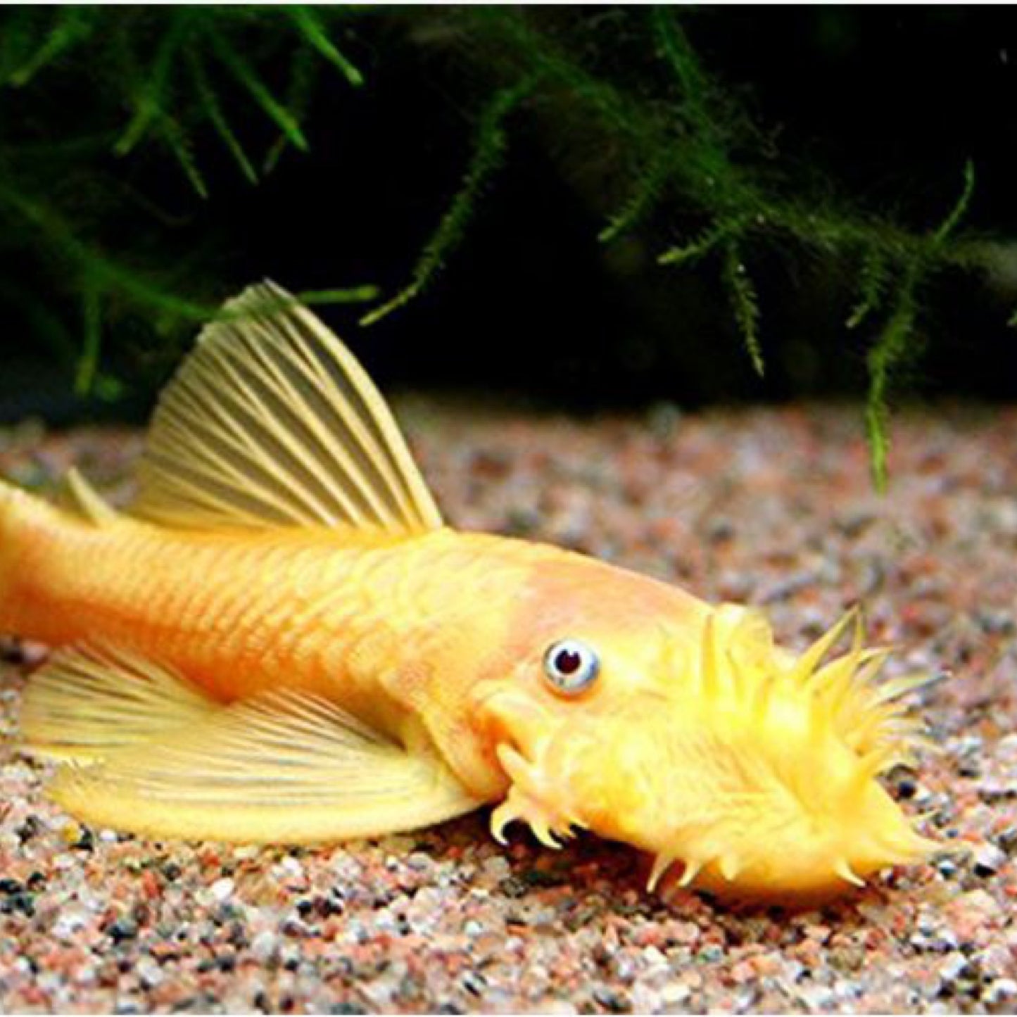 Albino Bushy Nose Pleco