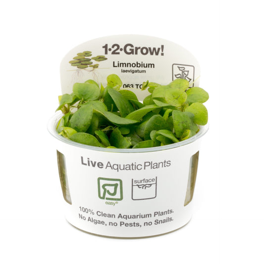 Tropica Limnobium laevigatum 1-2-Grow