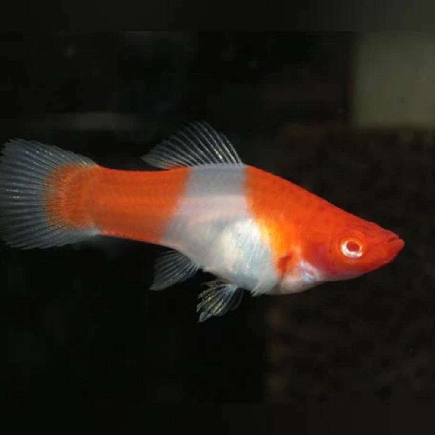 Swordtail - Albino Koi