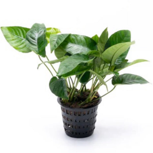 Tropica Anubias barteri nana - nakapaso