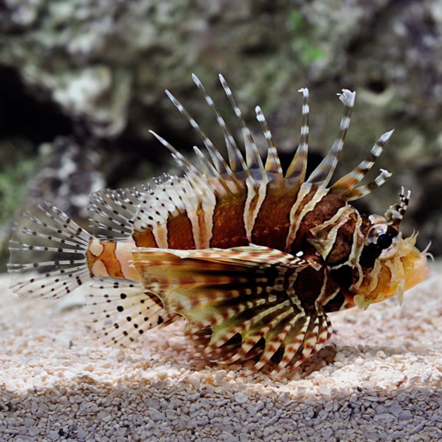 Zebra Dwarf Lionfish