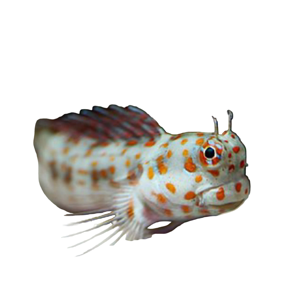 Red Spotted Blenny Concrete Blonde Aquatics