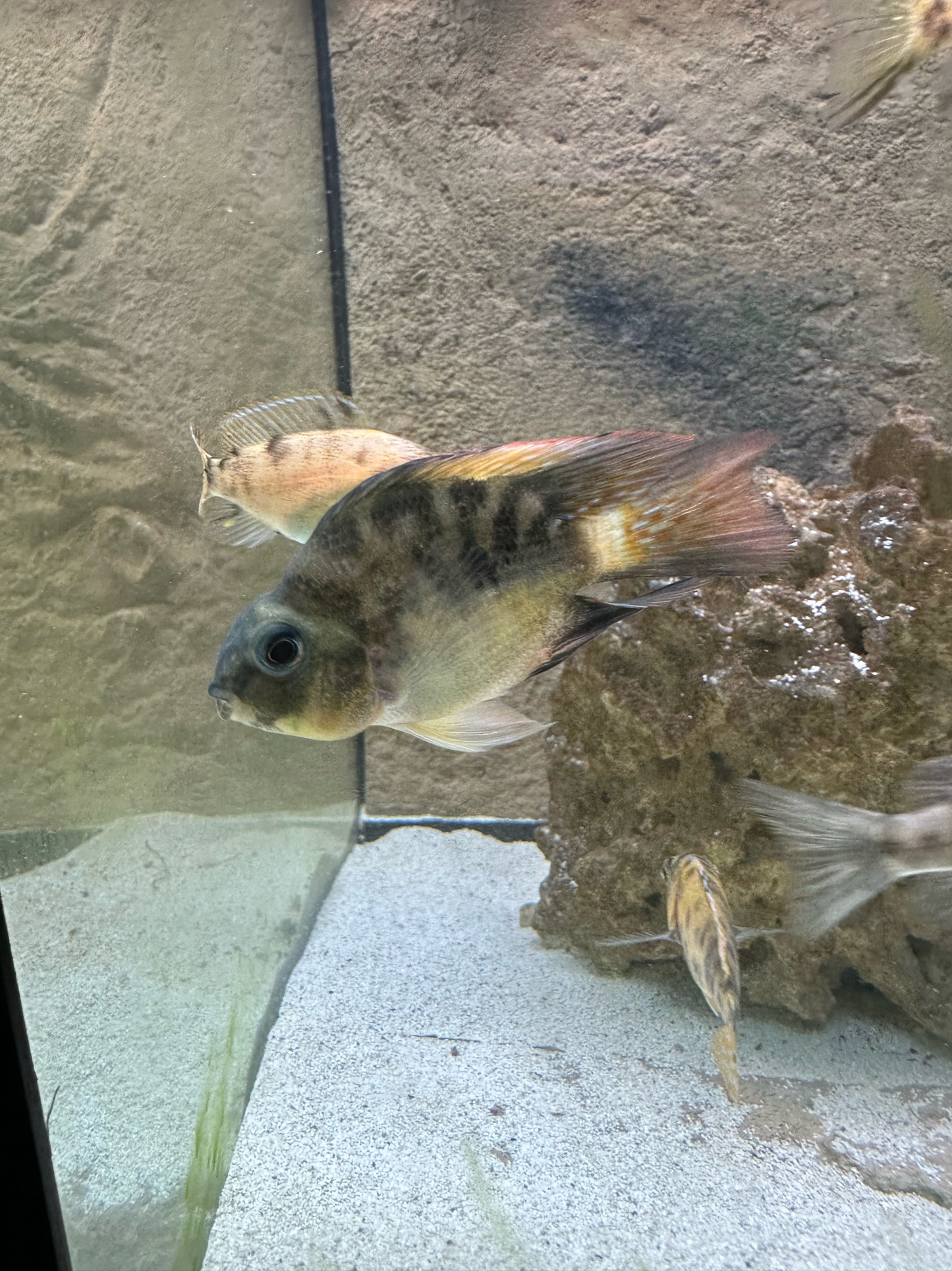 Dugo Parrot Cichlid (kabataan)