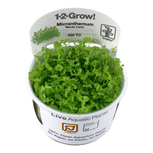 Tropica Micranthemum tweediei 'Monte Carlo' 1-2-Grow
