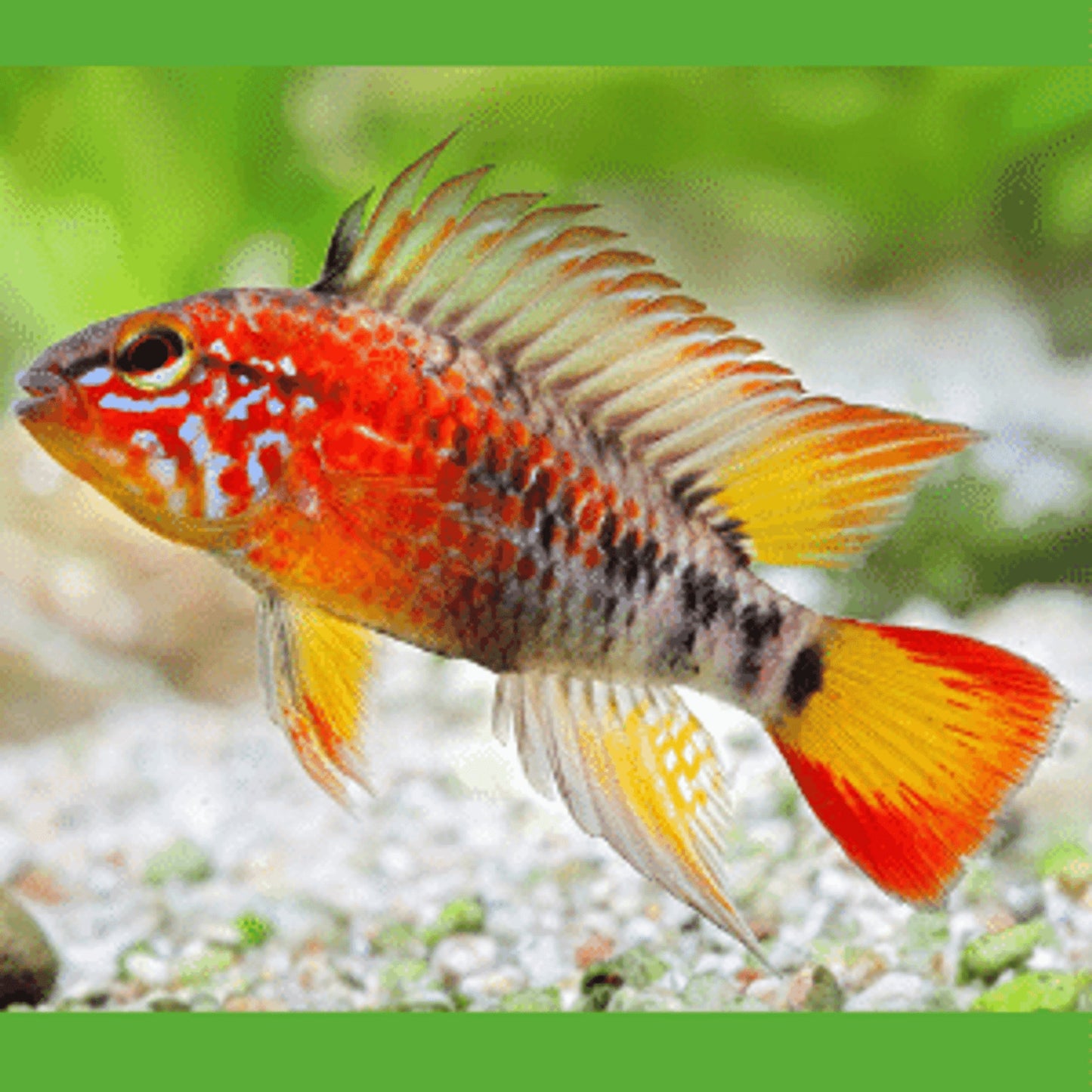 Apistogramma Macmasteri juvinile
