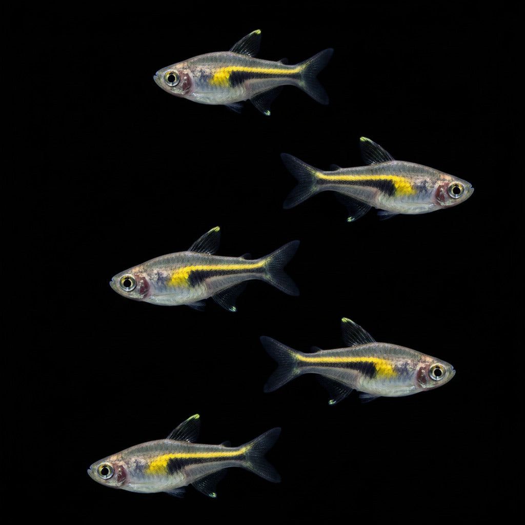 Gold Harlequin Rasbora (Trigonostigma hengeli)