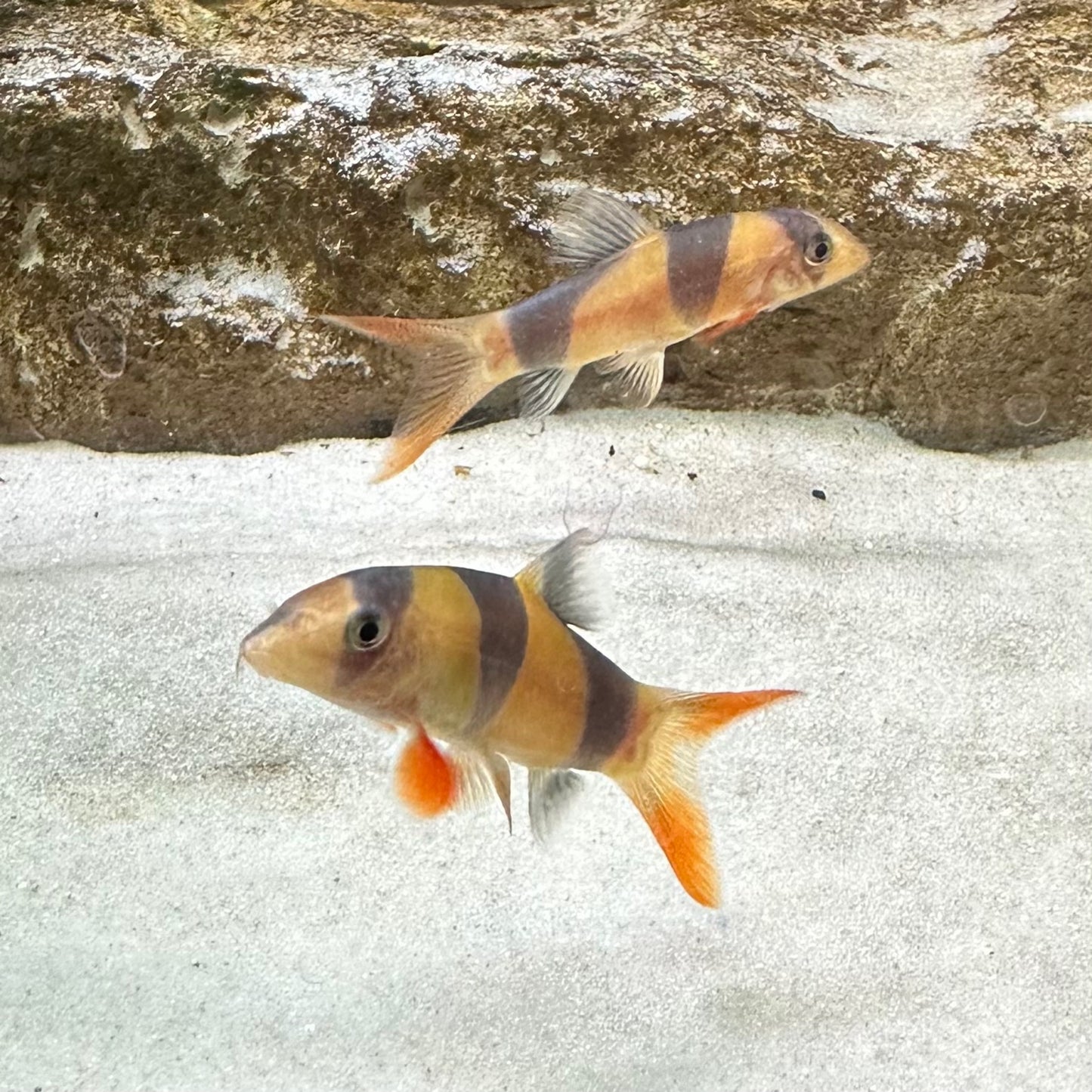 Clown loach