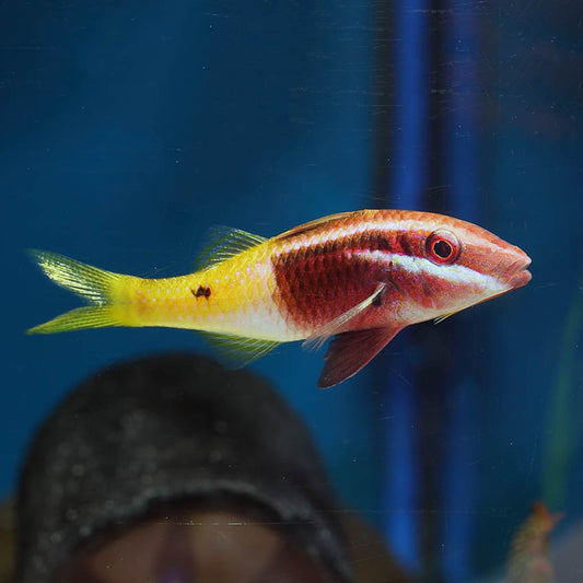 Bicolour Goatfish MAC Certified