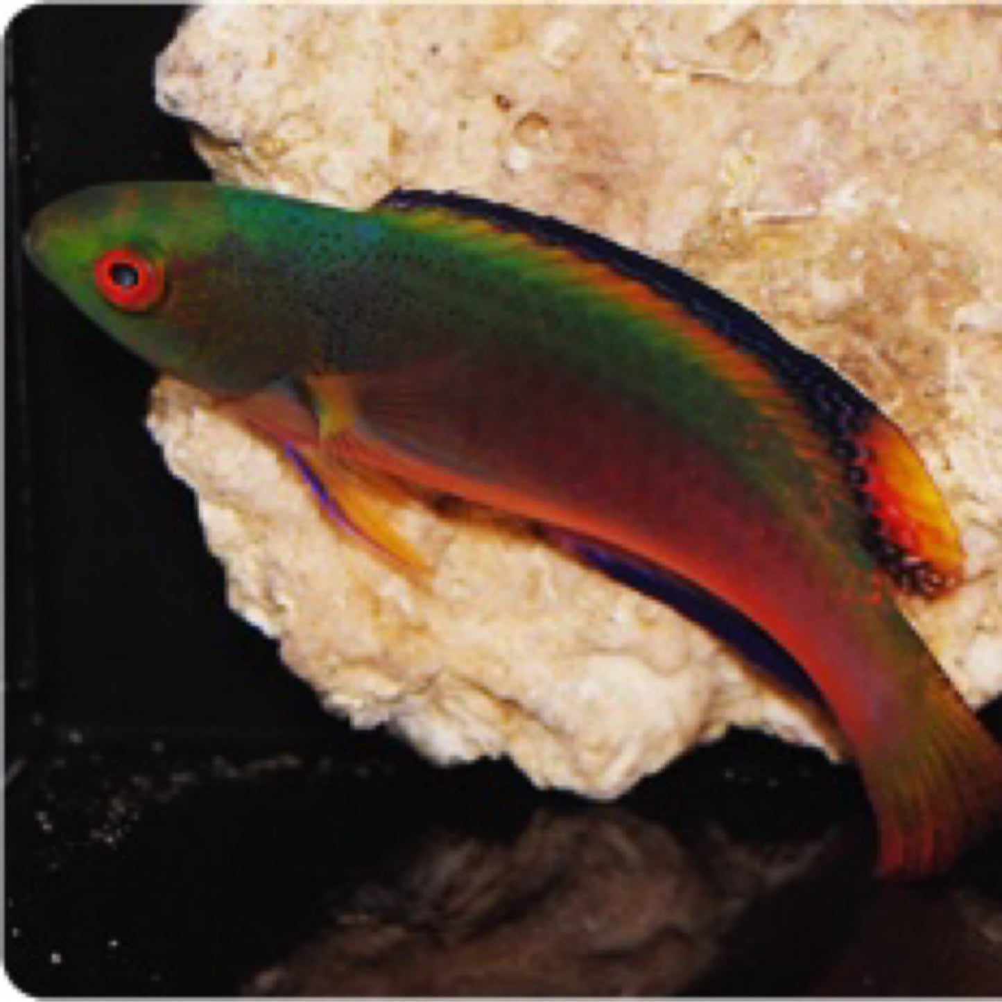 Scotts Fairy Wrasse Fiji