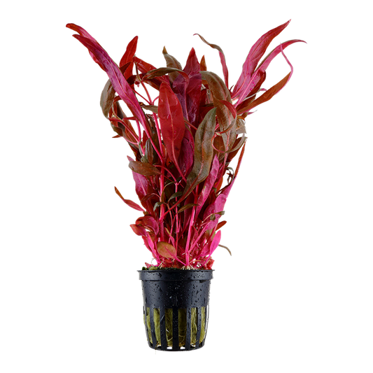 Tropica Alternanthera reineckii 'Pink'