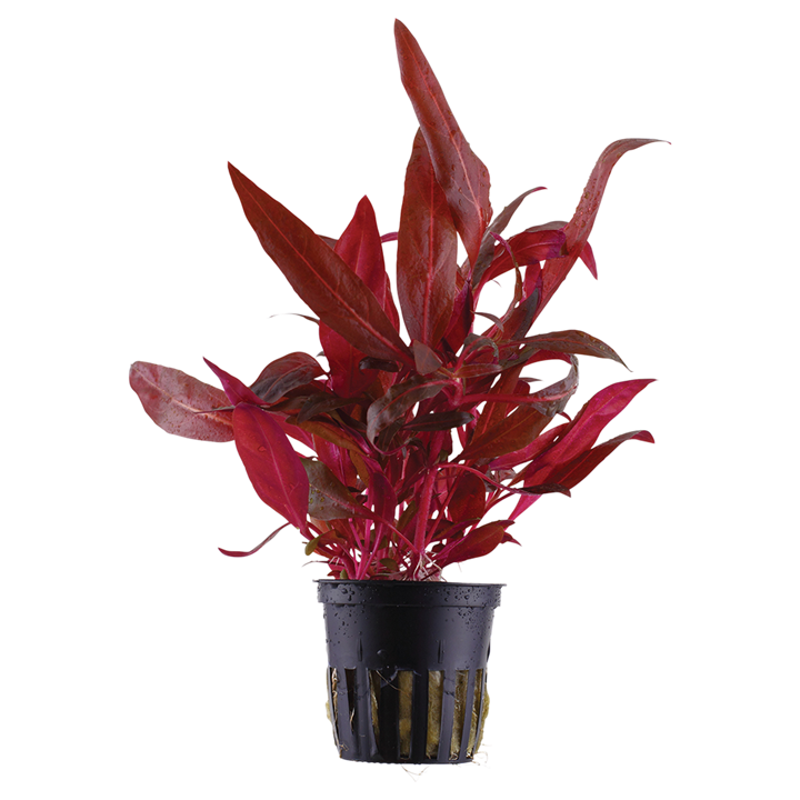 Tropica Alternanthera reineckii 'Rosanervig'