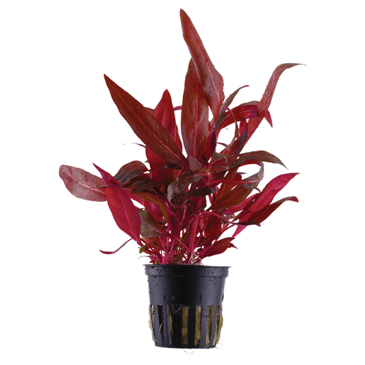 Tropica Alternanthera reineckii 'Rosanervig'