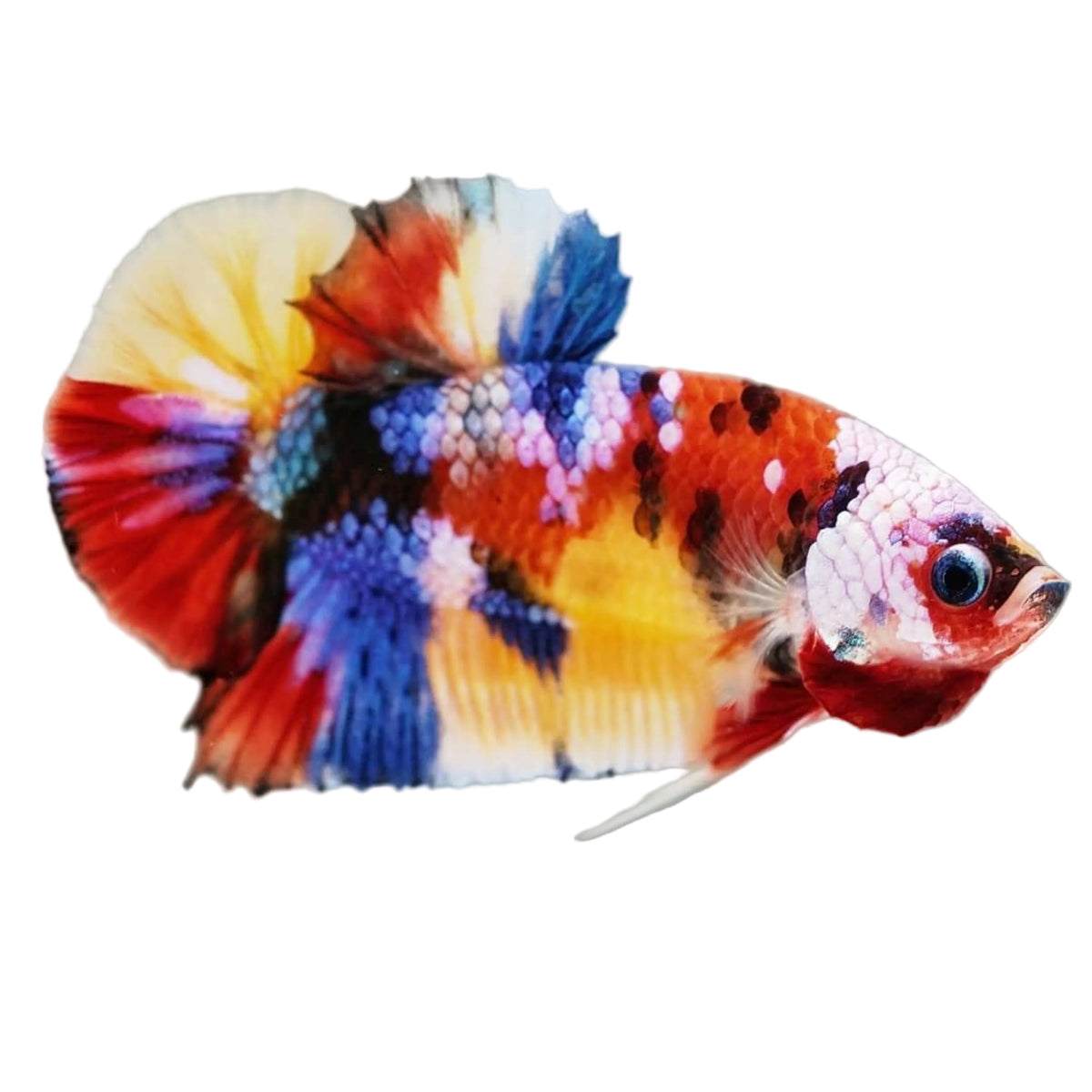 Halfmoon Candy Cane Betta ( Female) Concrete Blonde Aquatics